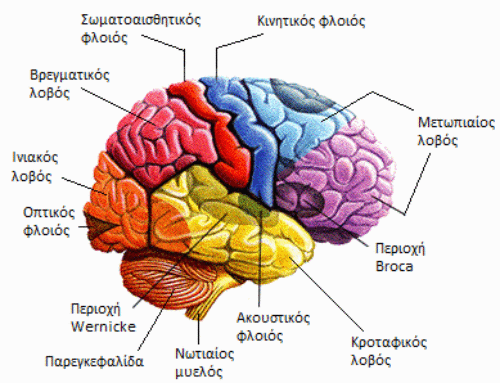Τα βασικά 5 μέρη του εγκεφάλου και πώς μπορούμε να τα ενισχύσουμε